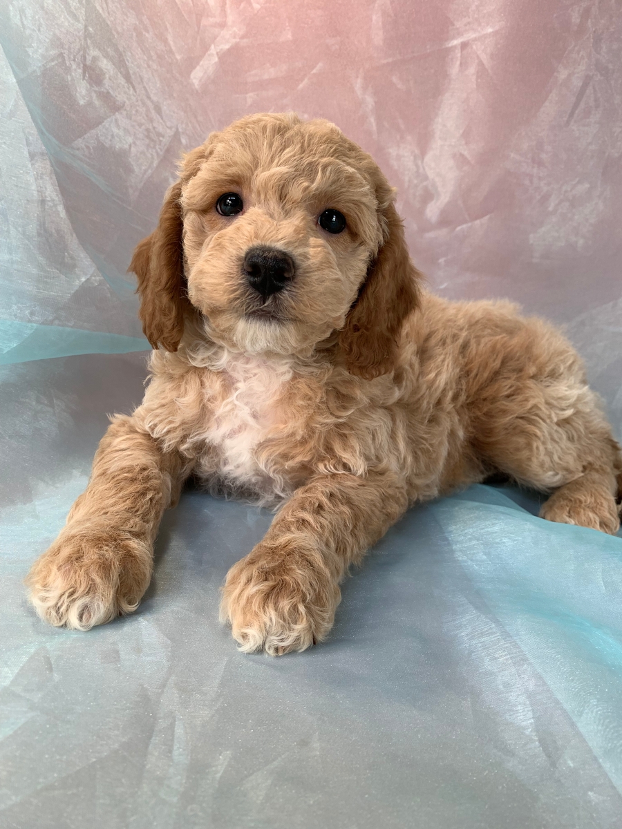 Male Bichon Poodle Pup for Sale in Iowa, DOB 9-18-2022